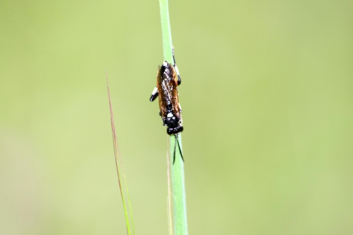 imenottero con zampe bianconere:  Tenthredinidae